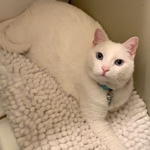 Meet your Posher, Adrienne